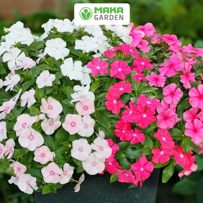 Hạt giống hoa Dừa Cạn nhiều màu (2 loại)