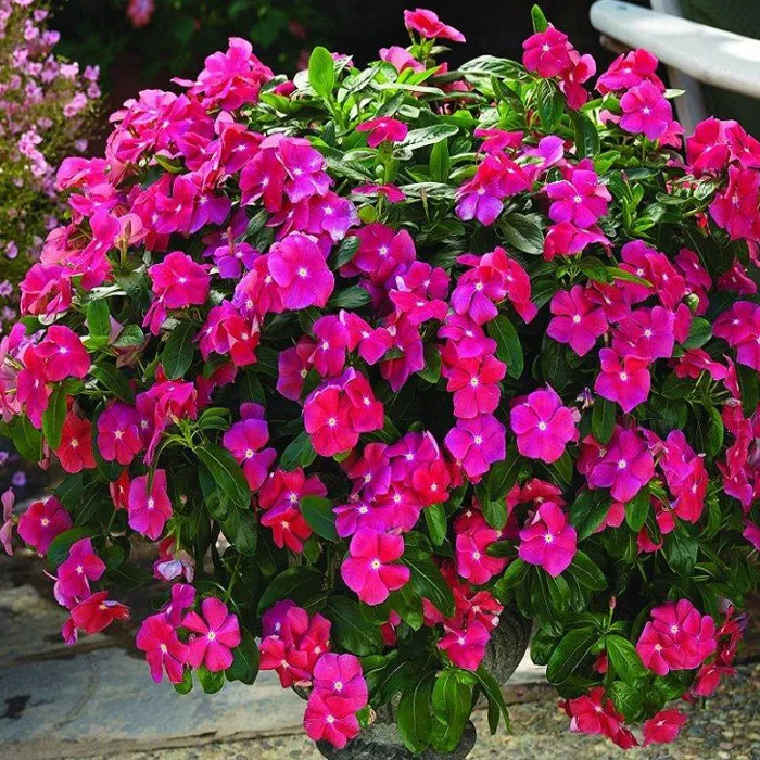 HẠT GIỐNG HOA DỪA CẠN ĐỨNG - Tặng viên nén nảy mầm