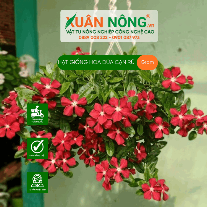 Hoa dừa cạn rũ