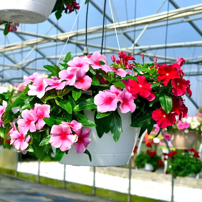 TOP】Hạt Giống Hoa Dừa Cạn Rũ, loài hoa mang lại sự ấm áp, bình yên