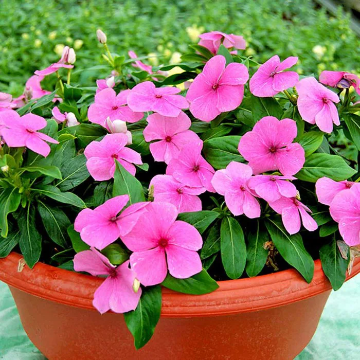 Hạt Giống Hoa Dừa Cạn】Thích hợp trồng thảm, hoặc trồng trong giỏ treo