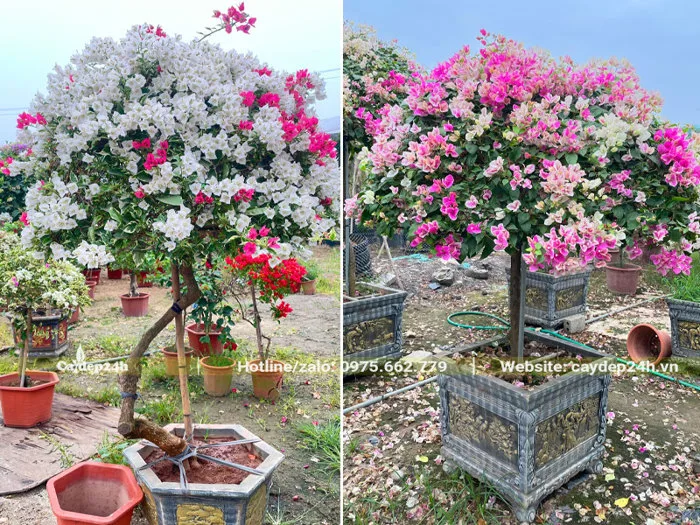Các thế cây hoa giấy đẹp, thu hút, tôn vinh mọi không gian