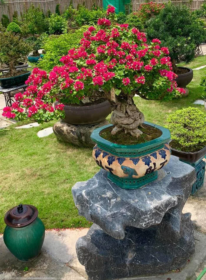 Hoa giấy bonsai