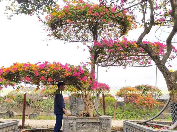Các thế cây hoa giấy đẹp, thu hút, tôn vinh mọi không gian
