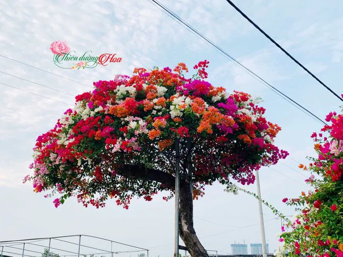 BẬT MÍ BÍ QUYẾT CHĂM HOA GIẤY ĐẸP