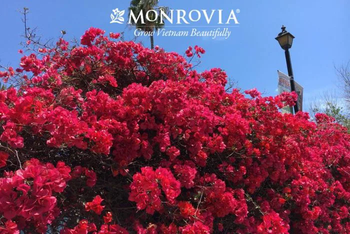 Mẹo] trồng hoa giấy bằng vài thìa nước gia vị hoa nở quanh năm - Monrovia  Official