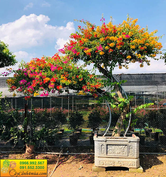 Cây hoa giấy dáng thế
