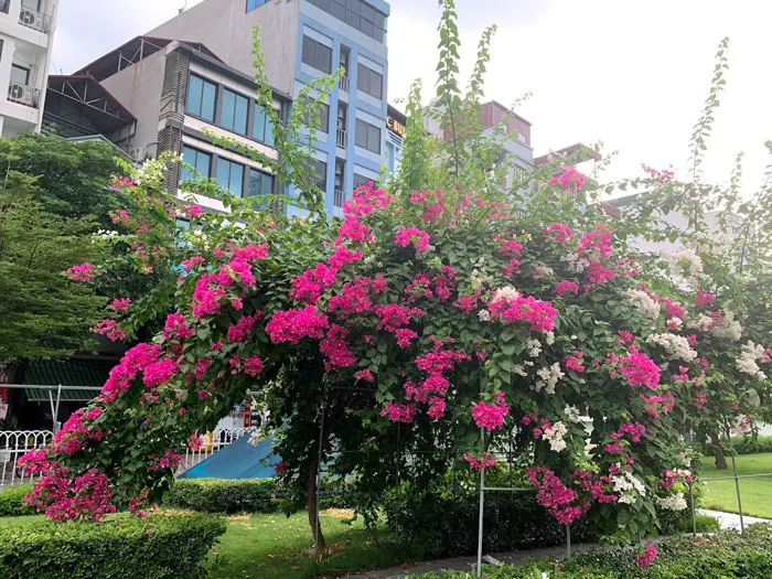 Để hoa giấy ra nhiều hoa, ra hoa theo ý muốn