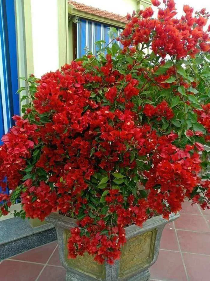 hoa giấy Đỏ thái tứ quý siêu hoa - Công Ty TNHH Trúc Vũ Farm