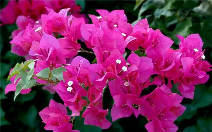 Khám phá 6 lợi ích sức khỏe của hoa giấy ít người biết đến