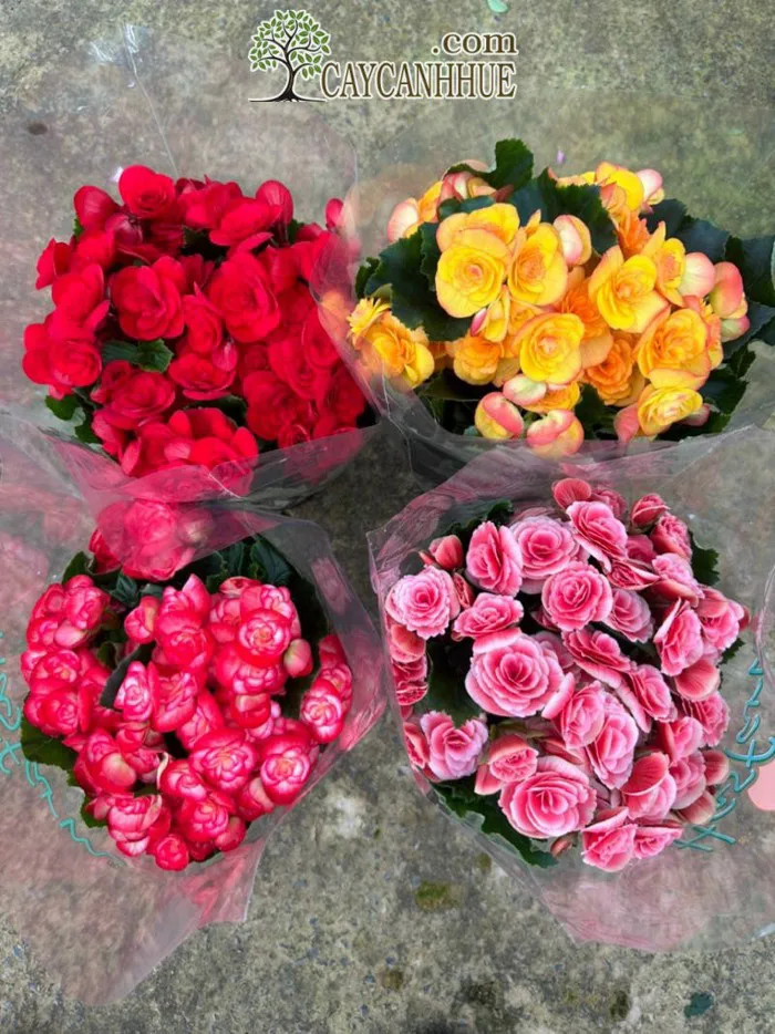 Cây hoa thu hải đường - Đặc điểm, ý nghĩa, công dụng, cách trồng và chăm  sóc hoa thu hải đường - Cây cảnh Huế - Công ty TNHH Huế Bốn Mùa Hoa