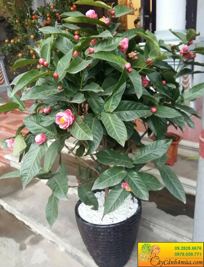 Cây Hoa Hải Đường
