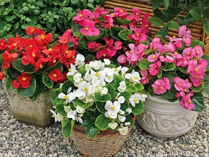 Hoa hải đường - Nguồn gốc, ý nghĩa phong thủy và cách chăm sóc tại nhà