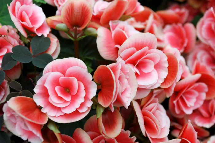 Ý nghĩa của hoa Thu Hải Đường - Dalat Hasfarm