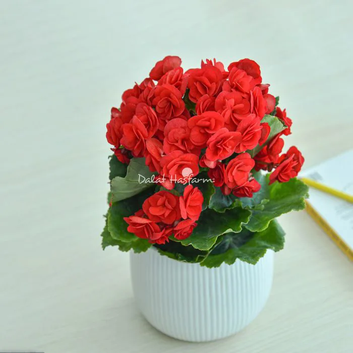 Thu Hải Đường: Nguồn gốc, cách chăm sóc và những hình ảnh đẹp - DLHF Blog