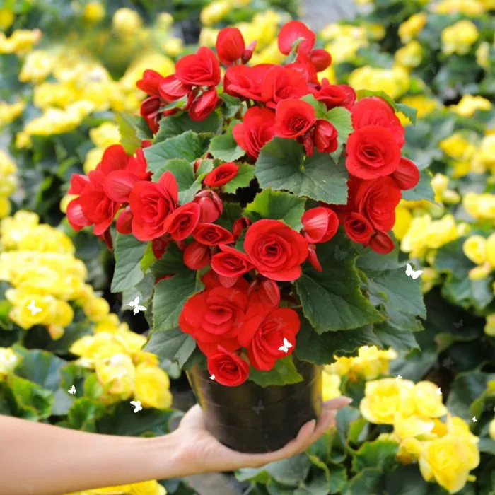 Hoa thu hải đường - Đặc điểm, giá, cách trồng và chăm sóc