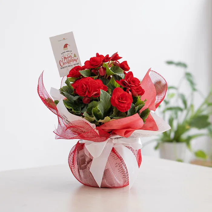 Chậu Giấy Gói Hoa Thu Hải Đường 079, Nguyễn Thái Học - Quận 1