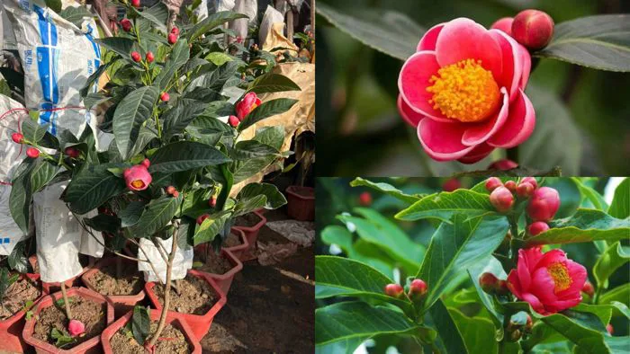 Hoa Hải Đường - Tình Xuân Nồng Thắm, Phú Quý, Giàu Sang
