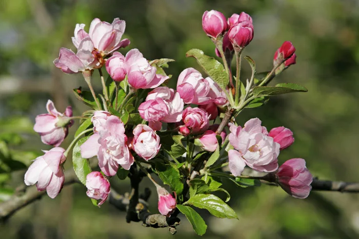 Malus spectabilis – Wikipedia tiếng Việt