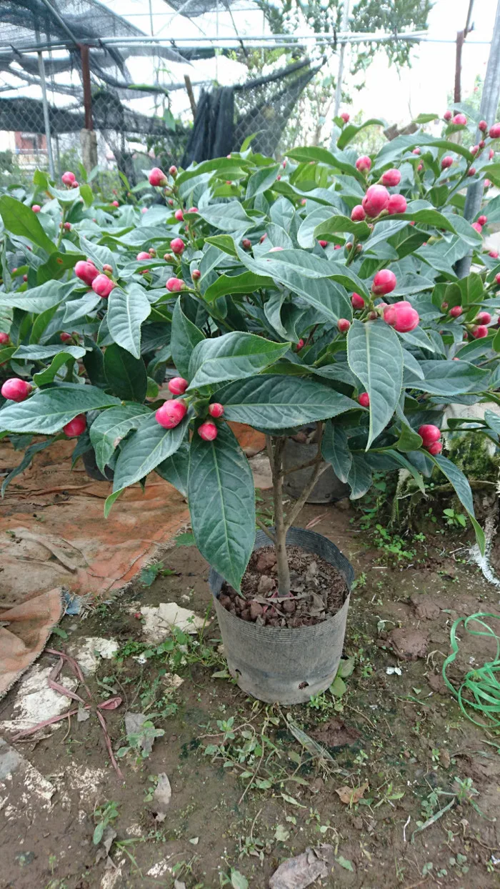 HẢI ĐƯỜNG