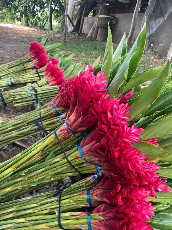 Cây Riềng Tía – Alpinia purpurata - hoa hạnh phúc điểu đỏ - Công Ty TNHH  Trúc Vũ Farm