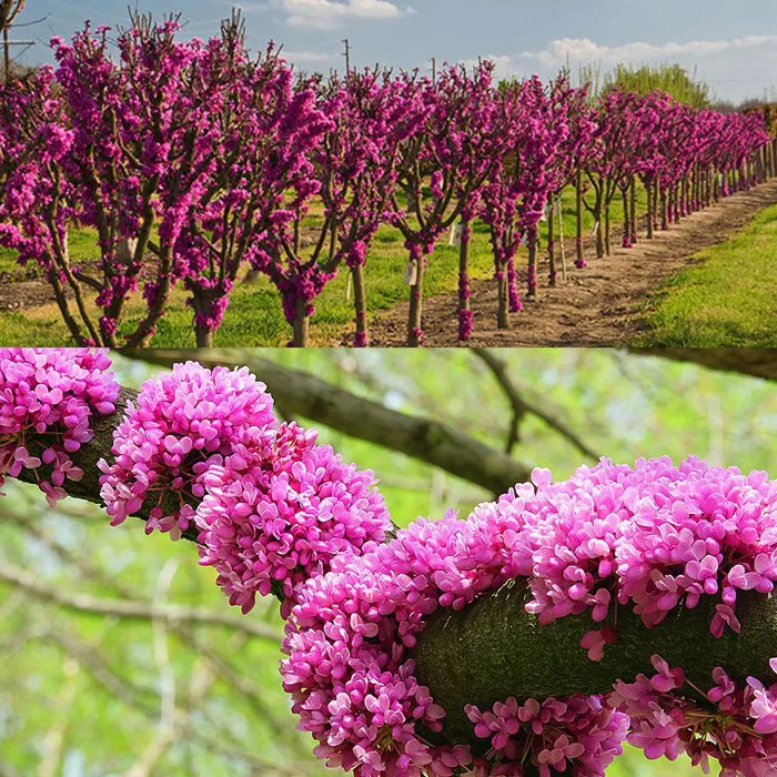 CÂY HOA HẠNH PHÚC - Công Ty TNHH Trúc Vũ Farm