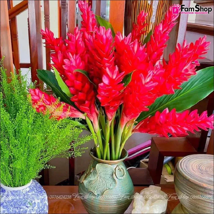 Hoa hạnh phúc nhập khẩu HHP2525