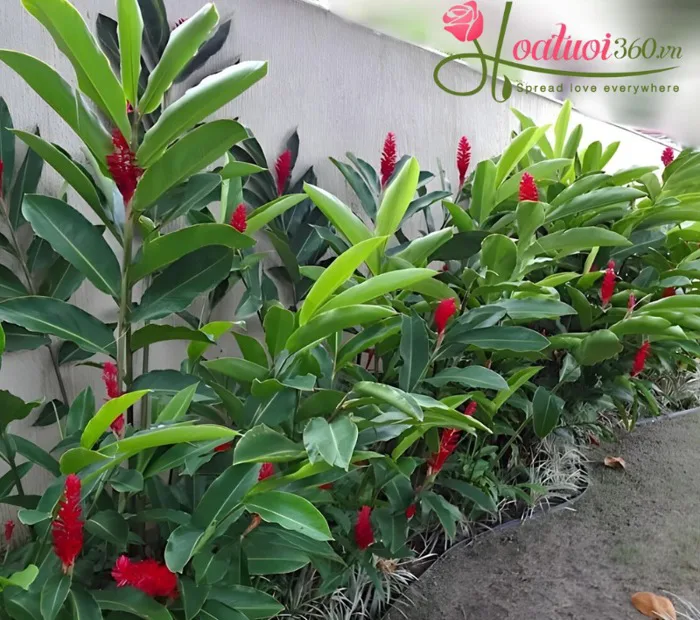Hoa hạnh phúc là gì? Tất tần tật những điều ít ai biết