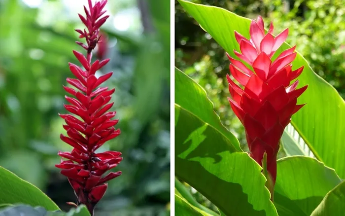 Cây hoa hạnh phúc - Đặc điểm, cách trồng và chăm sóc cây