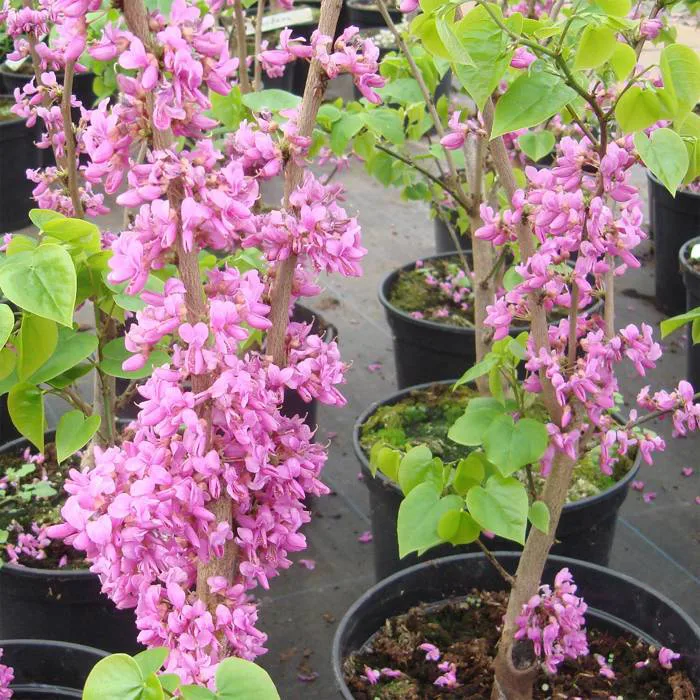 Mua bán Cây Hoa Hạnh Phúc đủ kích cỡ, uy tín và chất lượng