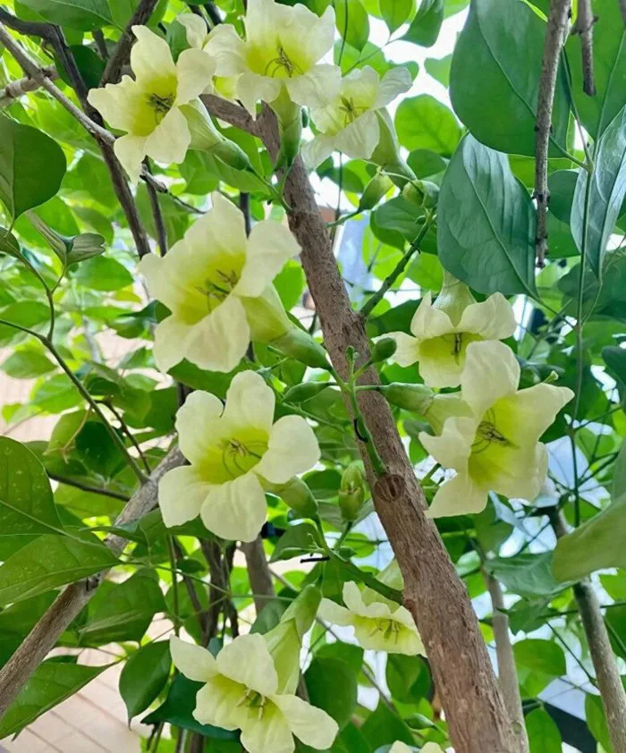 Cây hạnh phúc nở hoa báo hiệu điều gì? Làm 4 việc này thường xuyên cành sẽ  nở đầy hoa