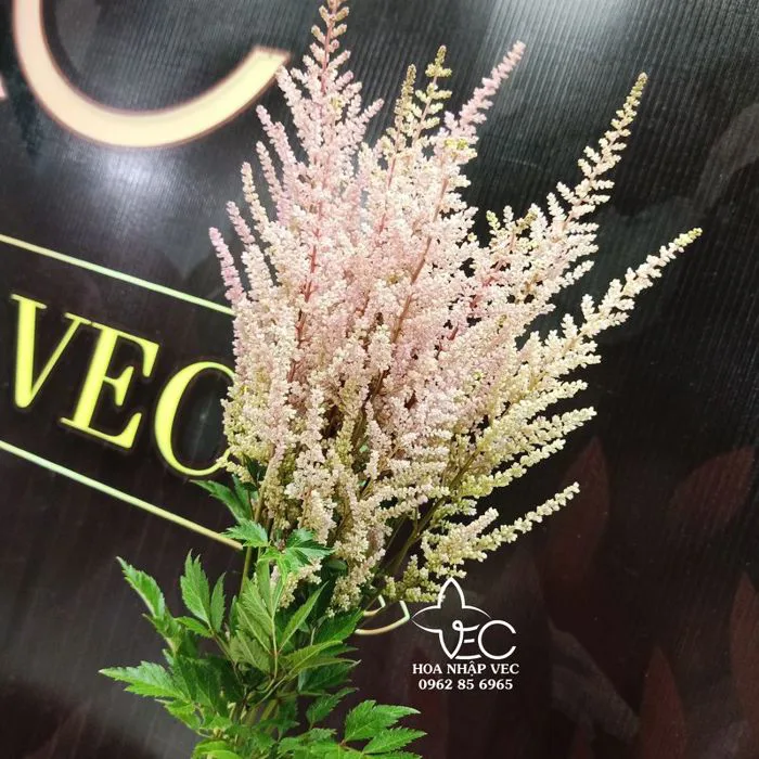 Hoa hạnh phúc hồng nhạt A
