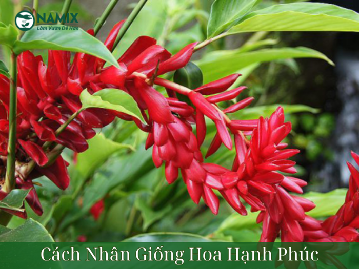 Cây hoa hạnh phúc - Đặc điểm, cách trồng và chăm sóc cây