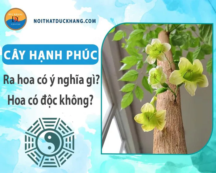 Cây hạnh phúc ra hoa có ý nghĩa gì? Hoa có độc không?