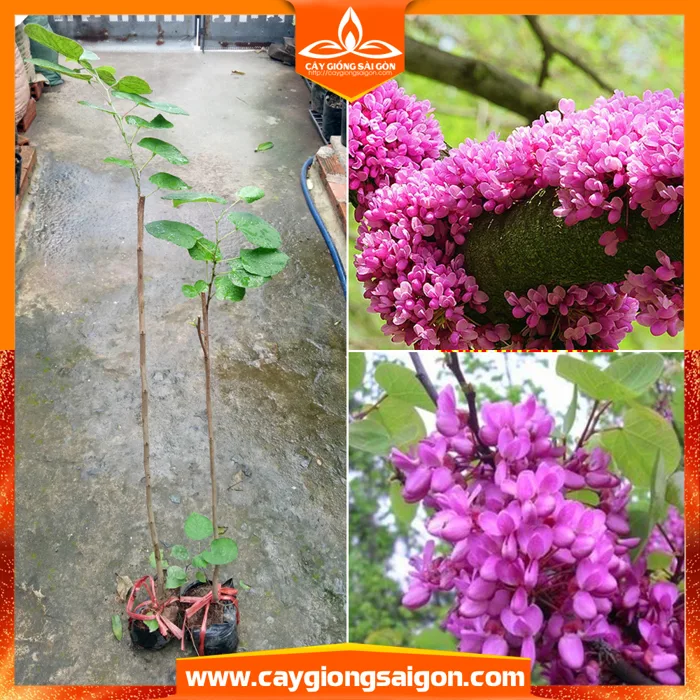 CÂY HOA HẠNH PHÚC – Trung Tâm Cây Giống Sài Gòn