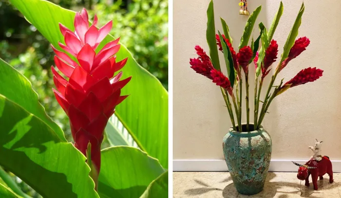 Hoa hạnh phúc là hoa gì? Ý nghĩa và cách cắm hoa hạnh phúc