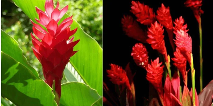 Hoa hạnh phúc: Nguồn gốc, đặc điểm, ý nghĩa và các dịp nên tặng - FLoLi