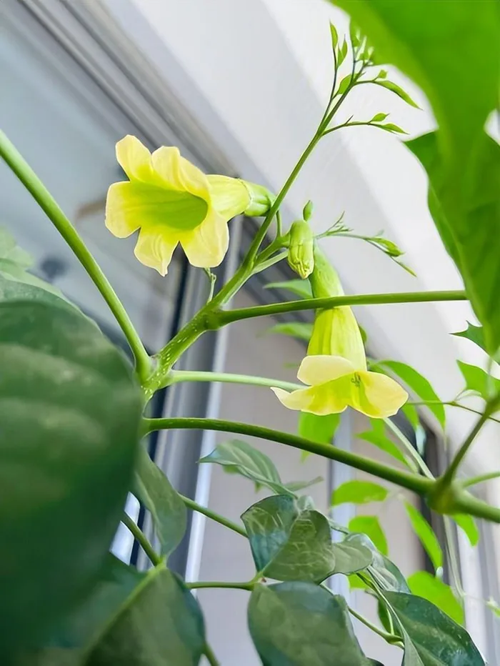 5 cây cảnh bỗng nhiên ra hoa rực rỡ: Điềm báo đang đến với gia chủ