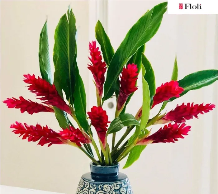 Hoa hạnh phúc: Nguồn gốc, đặc điểm, ý nghĩa và các dịp nên tặng - FLoLi