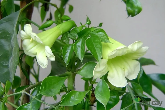Hoa Cây Hạnh Phúc: Biểu Tượng Của Tình Yêu - Thịnh Vượng