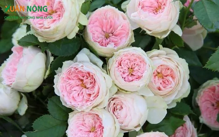 Đôi nét về loài hoa hồng trứng - VTNN Xuân Nông