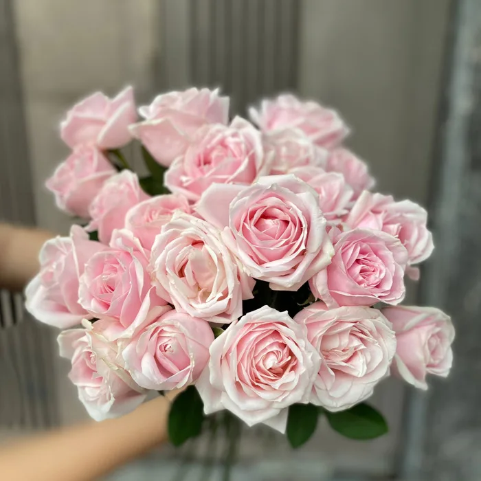 Hoa hồng dâu cồ Đà Lạt