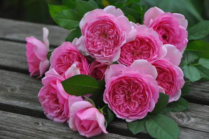 Siêu phẩm hồng leo Pháp Pompadour rose – Hoa hồng leo bông lớn thơm tuyệt !