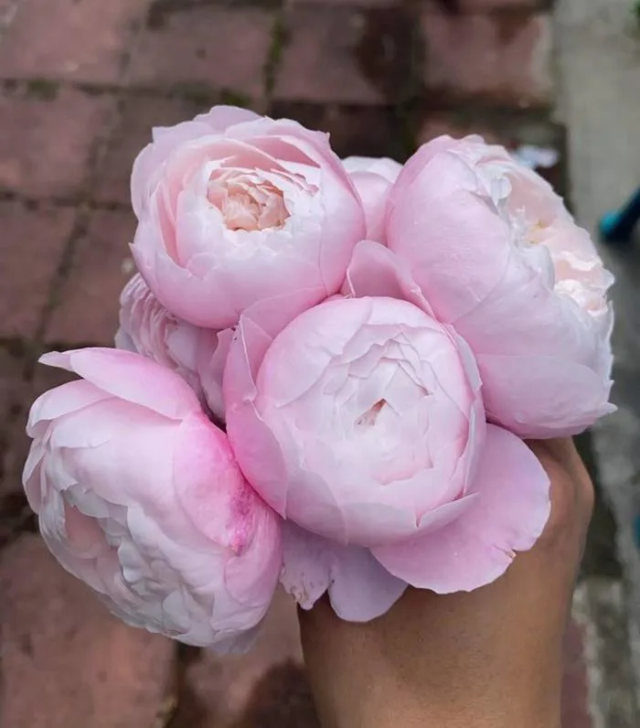 Cây Hoa Hồng Plume Rose - bông hoa như quả trứng hồng thơm ngát - Công Ty  TNHH Trúc Vũ Farm