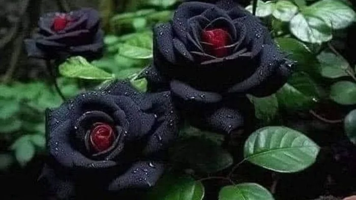 Hoa hồng đen: Ý nghĩa, đặc điểm, tác dụng, cách chăm sóc