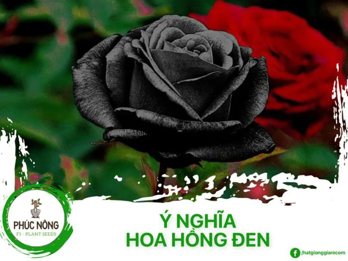 Ý nghĩa hoa hồng đen | Sự tích và ý nghĩa tặng hoa hồng đen