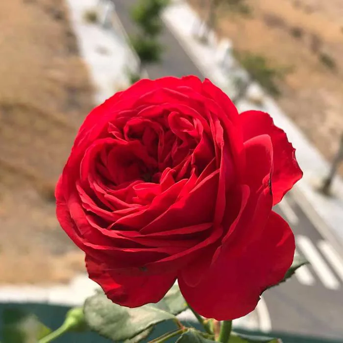 Hoa hồng Red Apple rose màu đỏ sang trọng, sai hoa, dễ chăm
