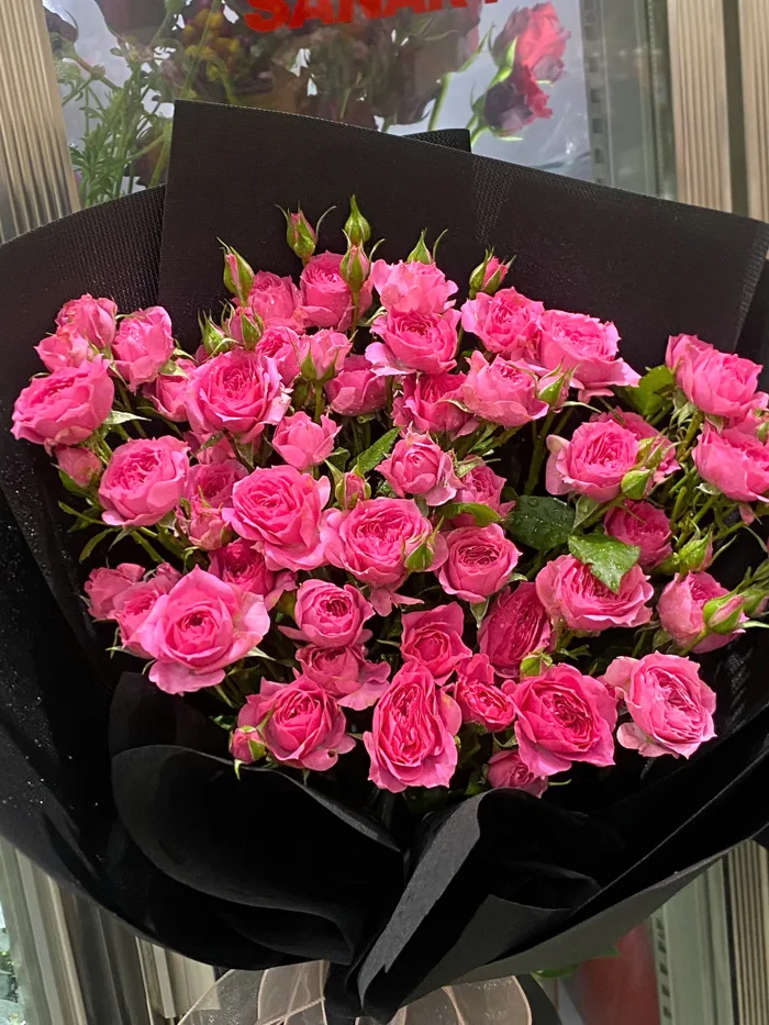 Sophia Rose - Hoa Tường Nguyên