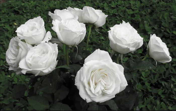 Ý Nghĩa Hoa Hồng Trắng Trong Đám Tang - TH Flowers