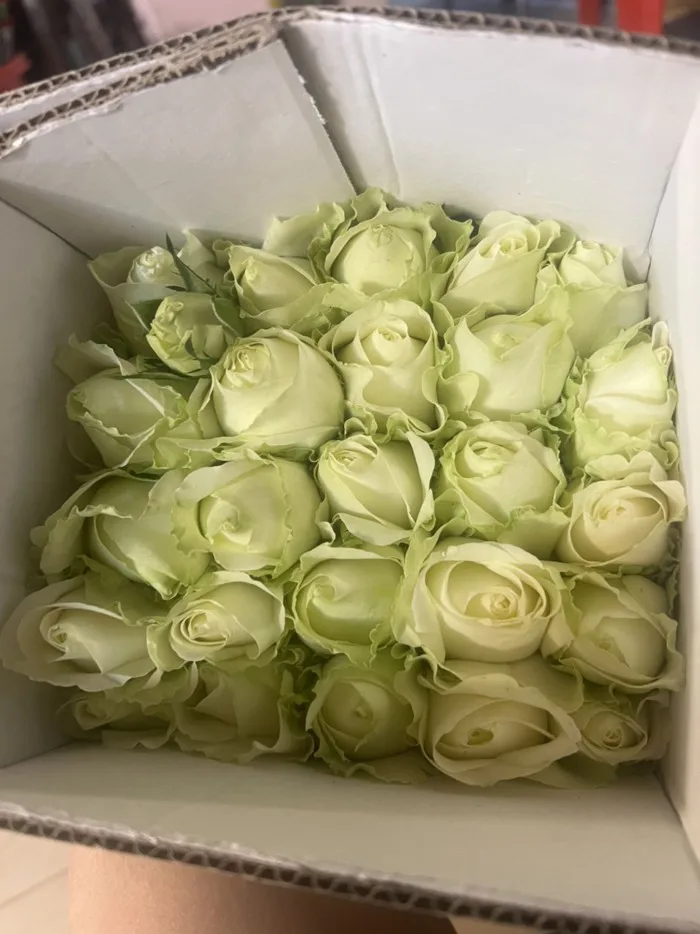 Hồng Trắng Cồ